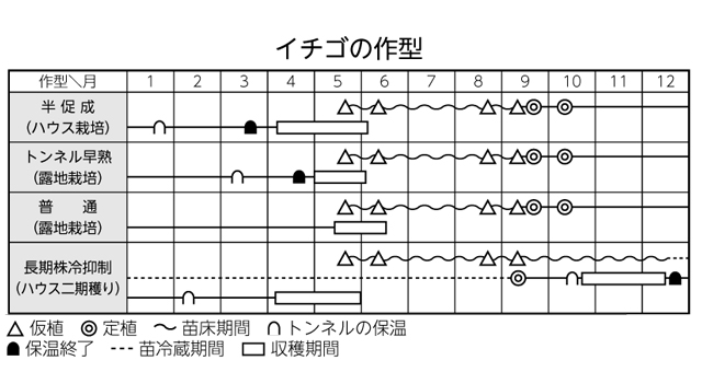 イチゴの作型