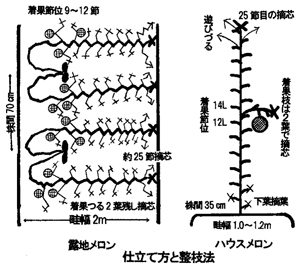 仕立て方と整枝法