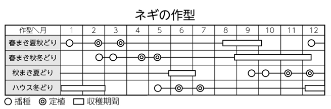 ネギの作型