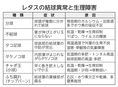 レタスの結球異常と生理障害