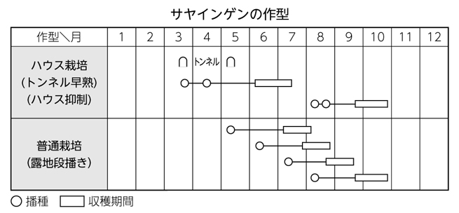 サヤインゲンの作型