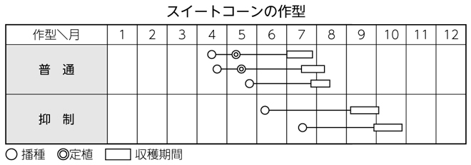 スイートコーンの作型